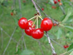 Cherry tree 1.JPG